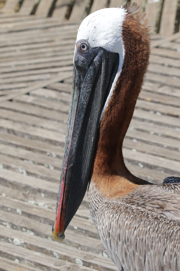 Brown Pelican